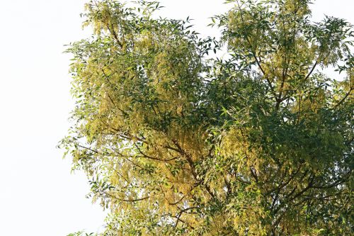 Tree With Yellow Leaves