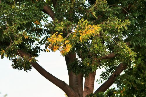 Tree With Yellow Leaves