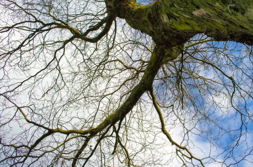 Tree Without Leaves