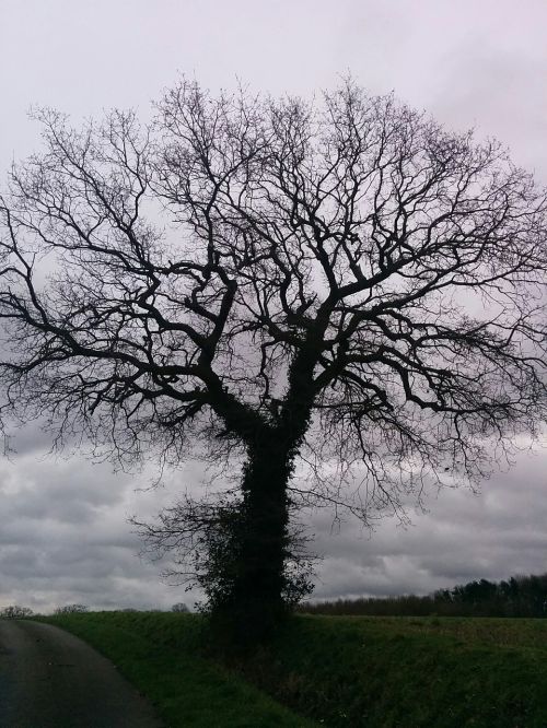 tree without leaves autumn field