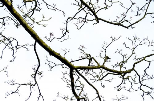 Tree Without Leaves