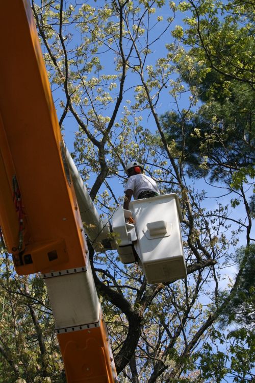 tree worker bucket truck arboriculture