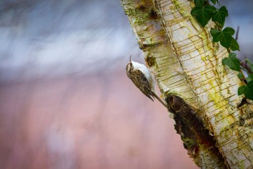 Treecreeper Eurasian Treecreeper