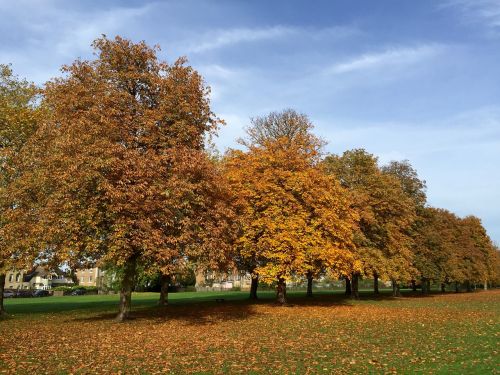 trees autumn windsor