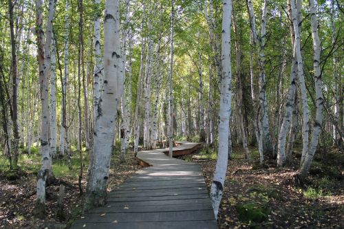 birch trees path nature