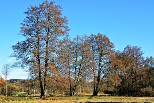 trees autumn sky