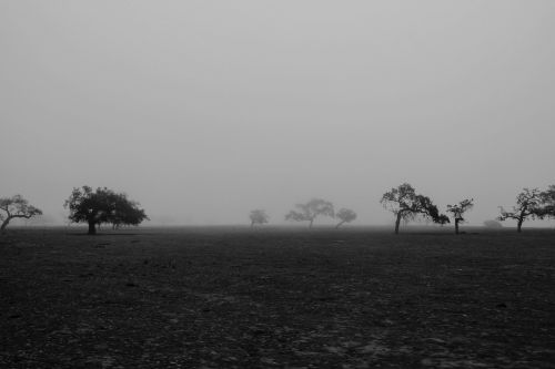 trees fog landscape