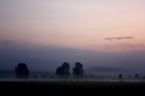 trees fog meadow