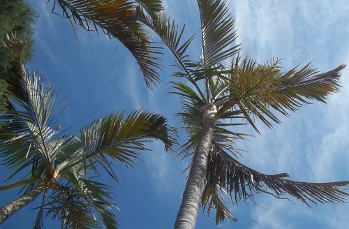 palm tree blue sky nature