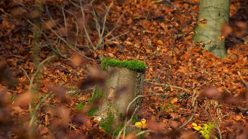 trees nature moss