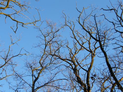 trees sky branch