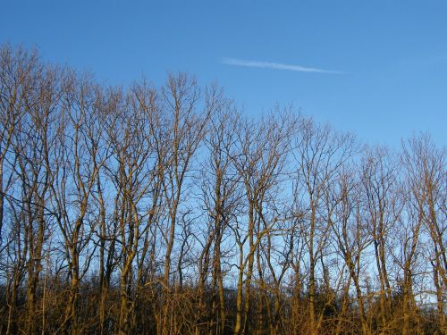 trees heaven autumn