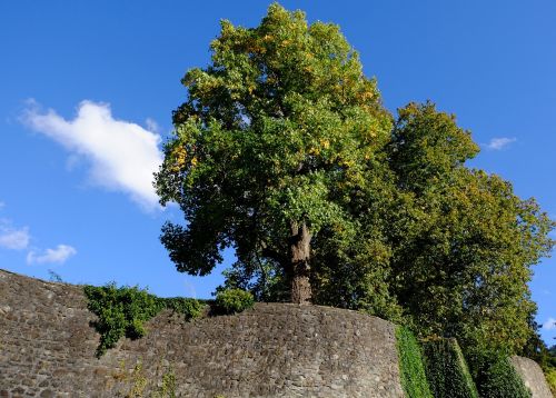 trees deciduous trees sky