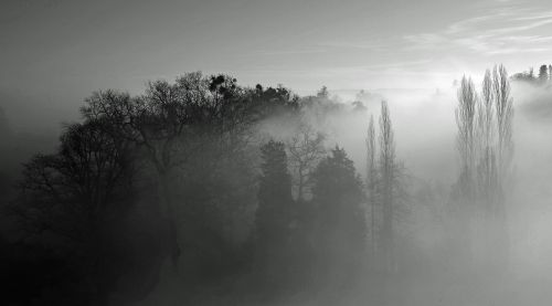 trees sunbeam light