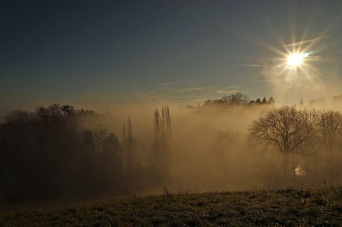 trees sunbeam light