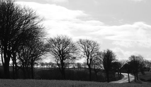 trees winter road