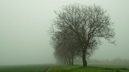 trees fog mood