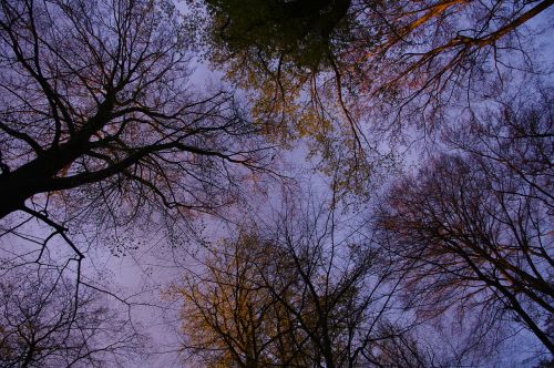 trees forest sunset