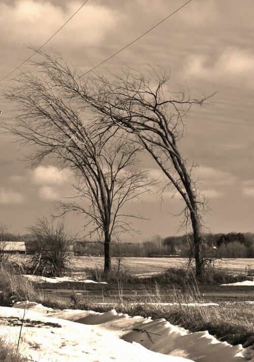 trees wind winter