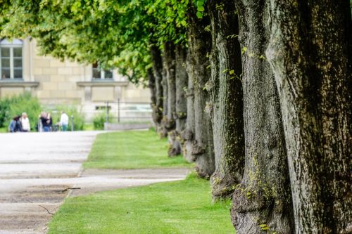 trees park urban