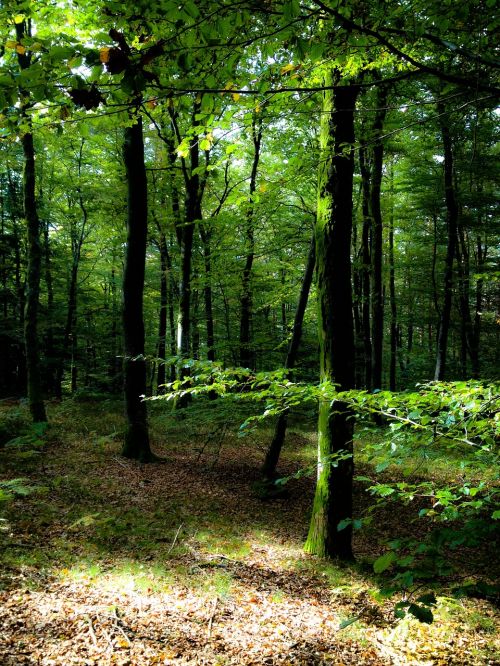 trees undergrowth forest