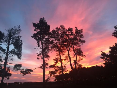 trees colourful sky bright