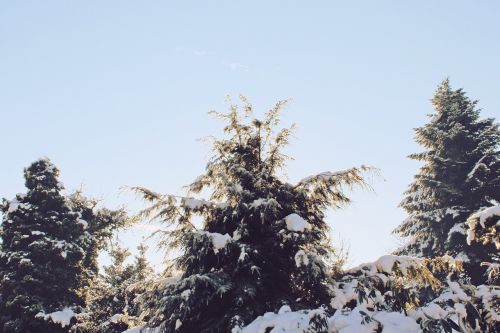trees snow winter