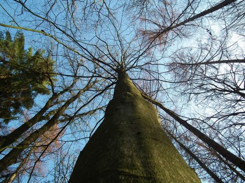 trees nature log