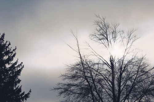 trees back light sun