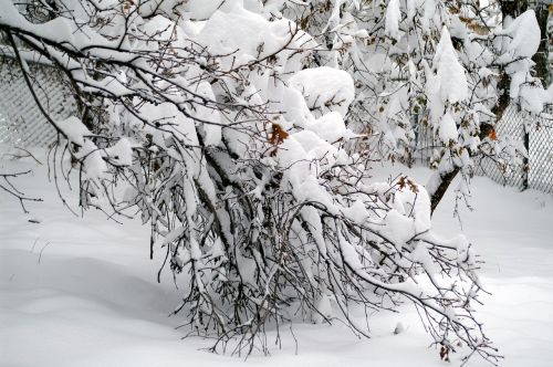 trees snow winter