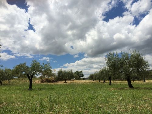 trees landscape tree