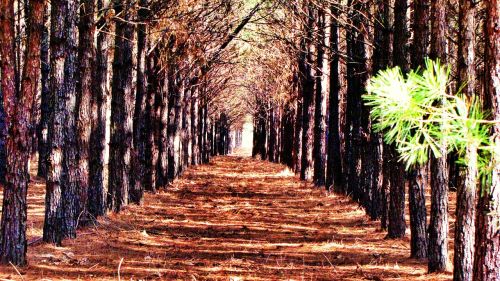 trees rows pathway