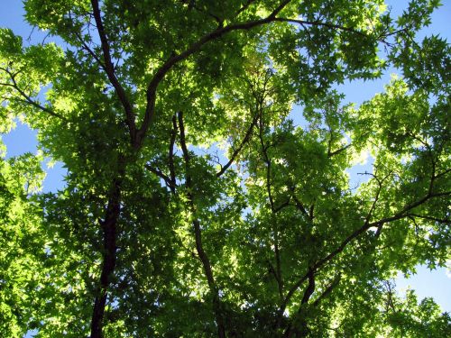 trees leaves branches