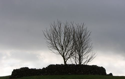 trees silhouette winter