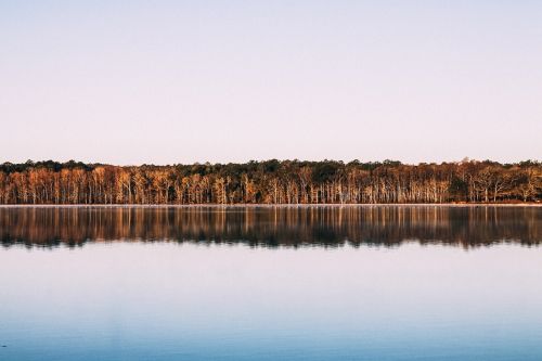 trees lake reflection