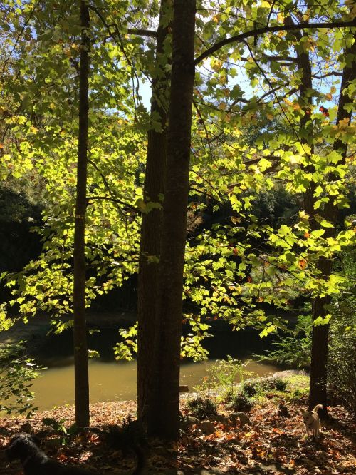 forest trees sunshine