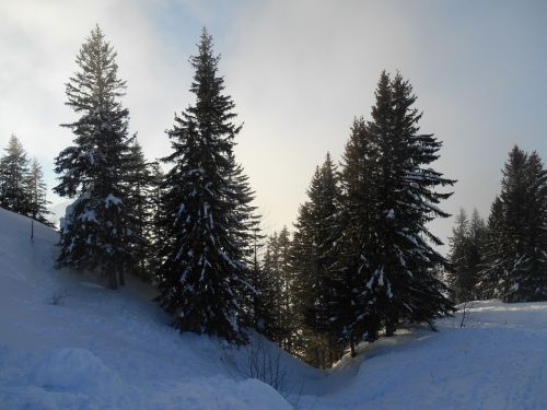 trees snow winter