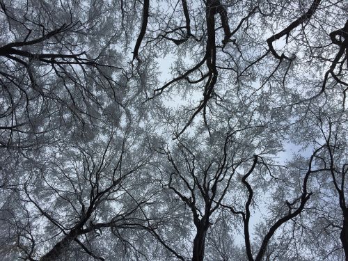 trees sky nature