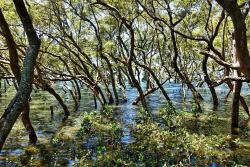 trees swamp environment