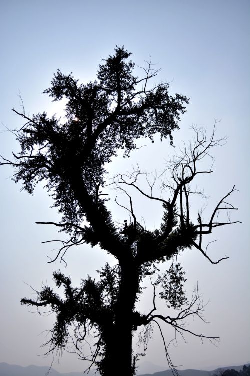 trees silhouette sunshine