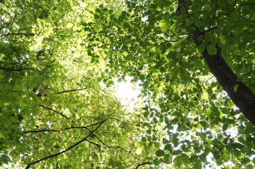 trees view landscape