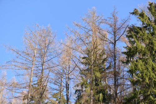 trees forest perspective