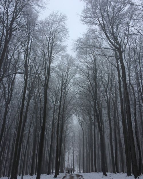 trees winter snow