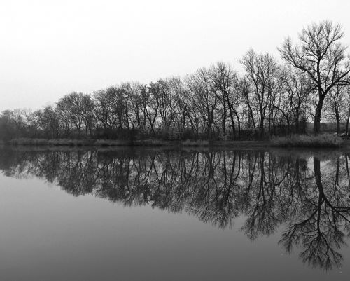 trees water-level nature