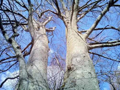 trees trunks sky