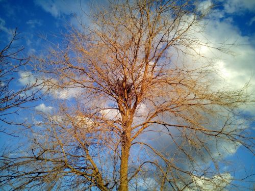 trees tree sky