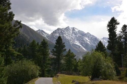 trees mountain landscape