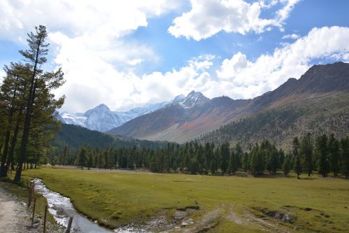 trees mountain landscape