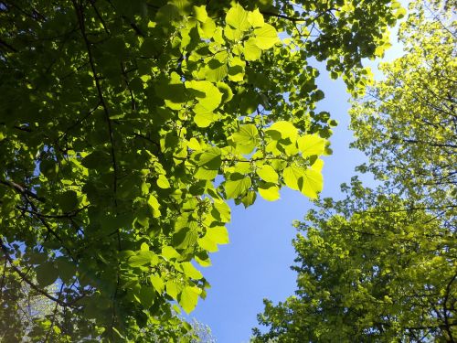 oak sky trees leaves
