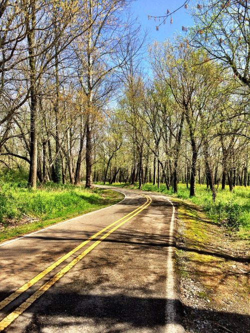 trees road spring